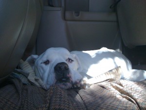 Cain in truck during leaf raking