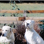 Canine lumps & bumps video, canine cancer