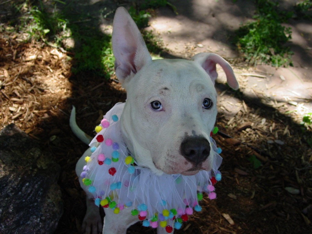 Zoey Says Stick It To Canine Cancer!