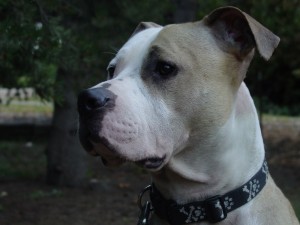Pirate, pit bull, Wishcuit, Devoted to Pits Project