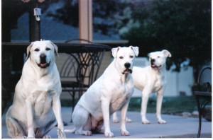 Sadie, Bear, Cain