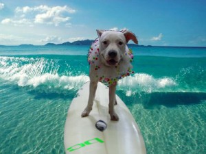 Zoey, Surf Dog Ricochet, canine cancer, Surf City Surf dog, Huntington Beach, Chase Away K9 Cance