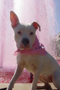 Zoey, pit bull awareness day, bless the bully's