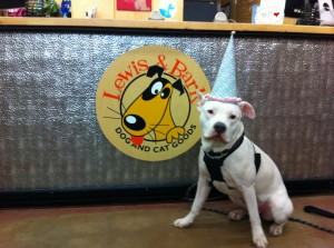 Zoey, pit bull, Lewis & Bark, pit bull, Love Adds Up for a Cure