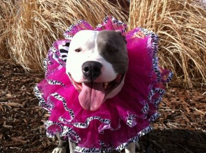 Phoebe, pit bull, Humane Society of the South Platte Valley