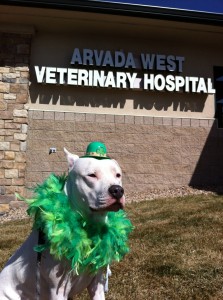 Arvada West Veterinary Hospital, canine cancer, pit bull, Love Adds Up for a Cure