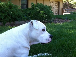 bone cancer dogs, Penn State, canine cancer