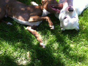 Zoey, Oliver, canine cancer,