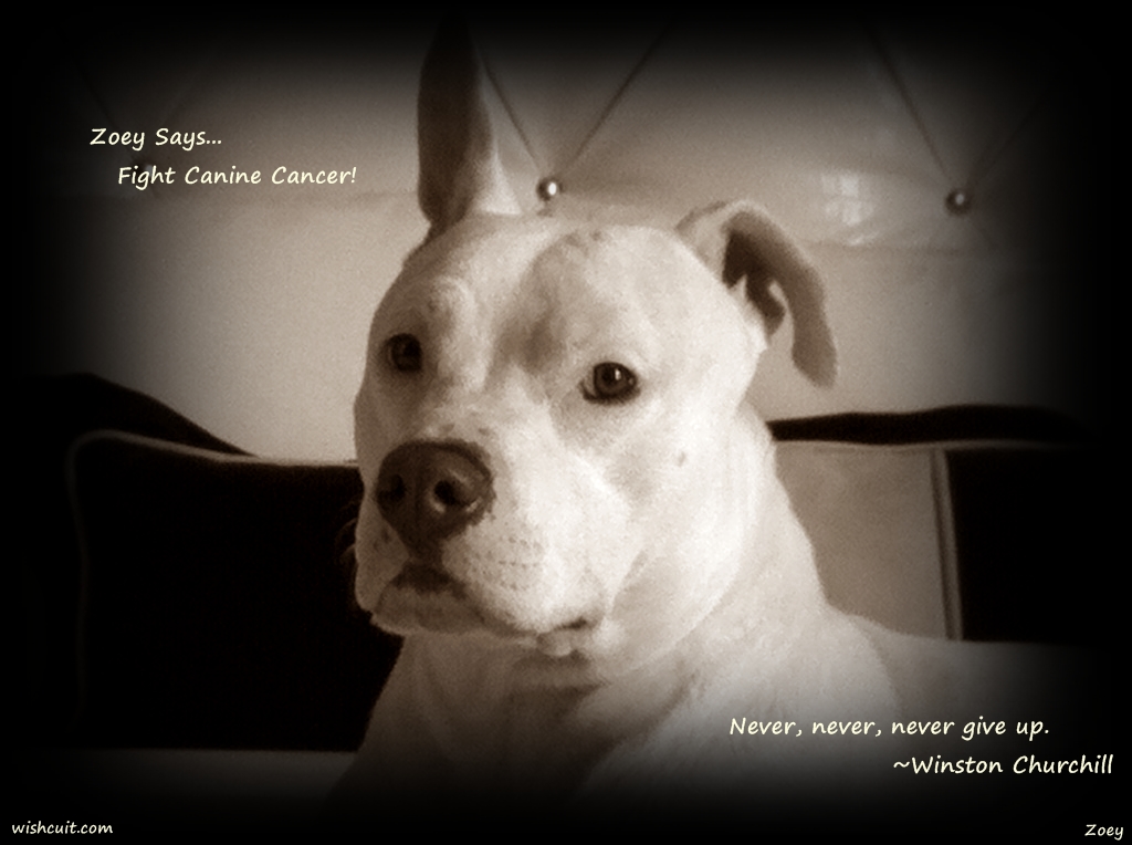 Zoey, canine cancer, cancer breakthroughs