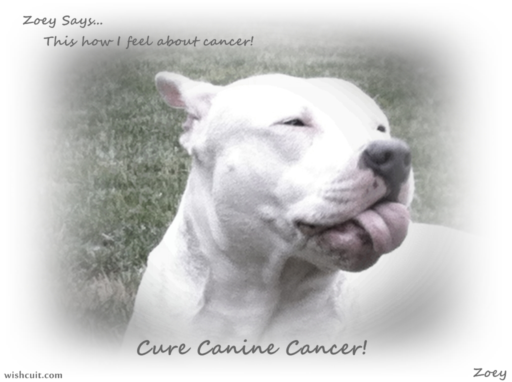 Zoey Says Stick It To Canine Cancer