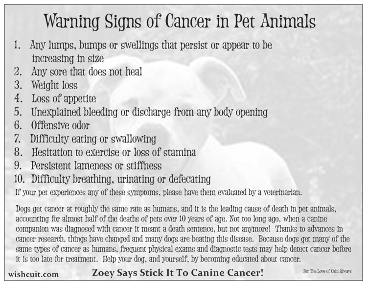 Warning Signs Of Cancer In Pet Animals Wishcuit™ Innovative Ways To