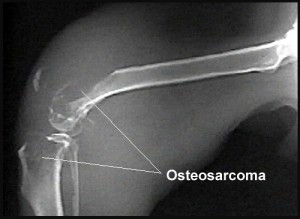 what-is-dog-osteosarcoma